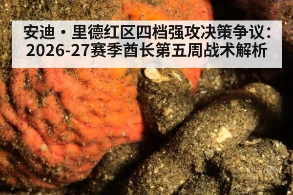 安迪·里德红区四档强攻决策争议：2026-27赛季酋长第五周战术解析